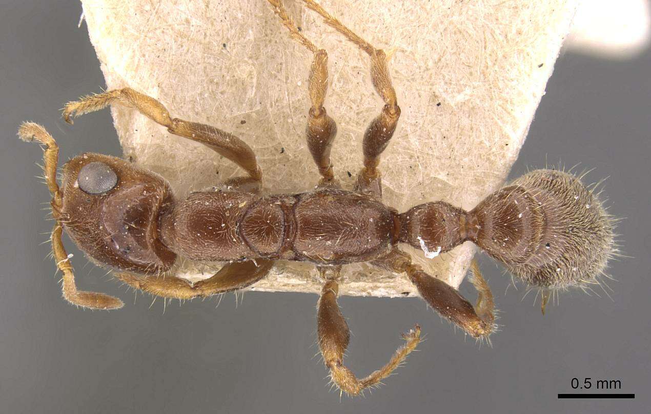 Image of Pseudomyrmex viduus (Smith 1858)