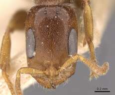 Image of Pseudomyrmex viduus (Smith 1858)