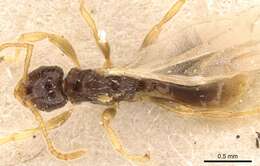 Image of <i>Tetramorium inquilinum</i> Ward, Brady, Fisher & Schultz 2014