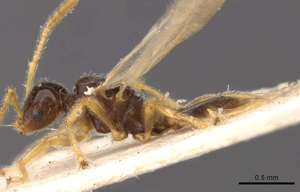 Image of <i>Tetramorium inquilinum</i> Ward, Brady, Fisher & Schultz 2014