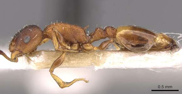 Image de Temnothorax affinis