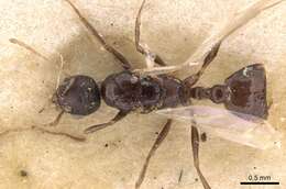 Image of Temnothorax arcanus