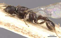 Image of Temnothorax arcanus
