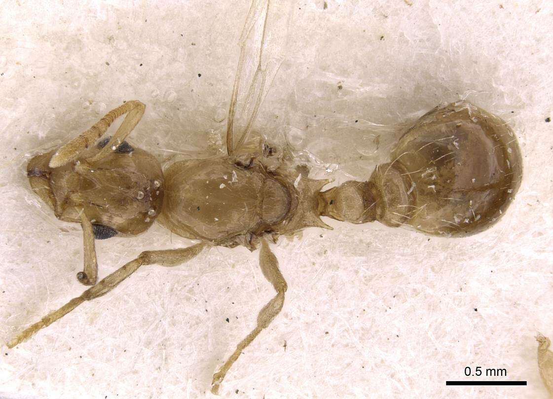 Image de <i>Temnothorax kutteri</i>