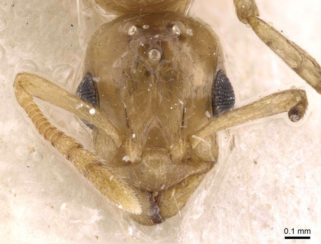 Image de <i>Temnothorax kutteri</i>