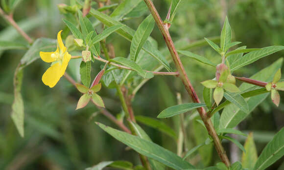 Image of Mexican primrose-willow