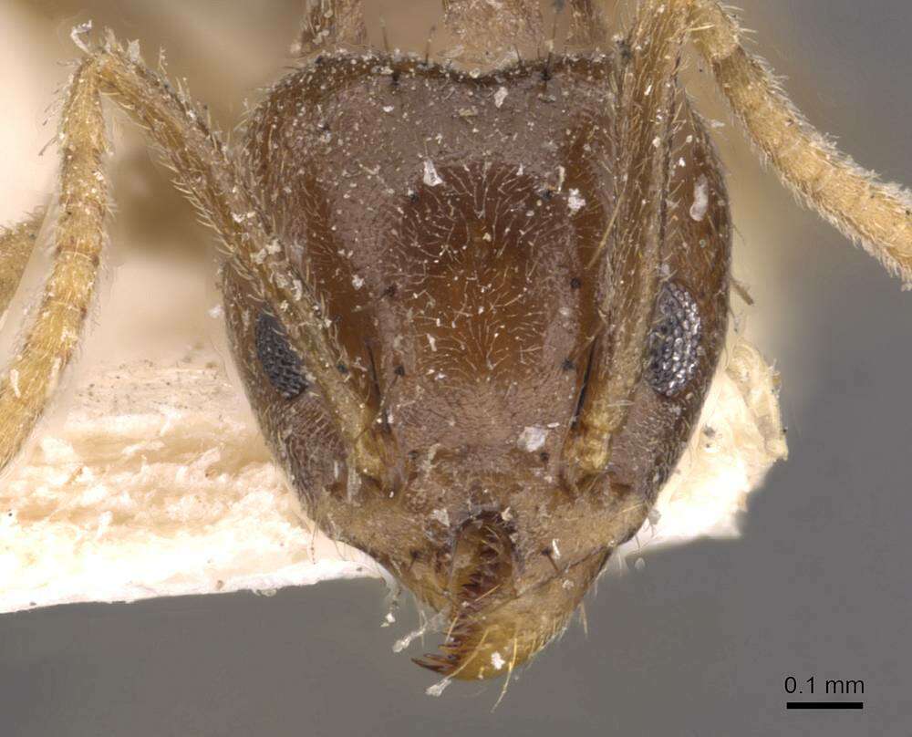 Technomyrmex pratensis (Smith 1860) resmi