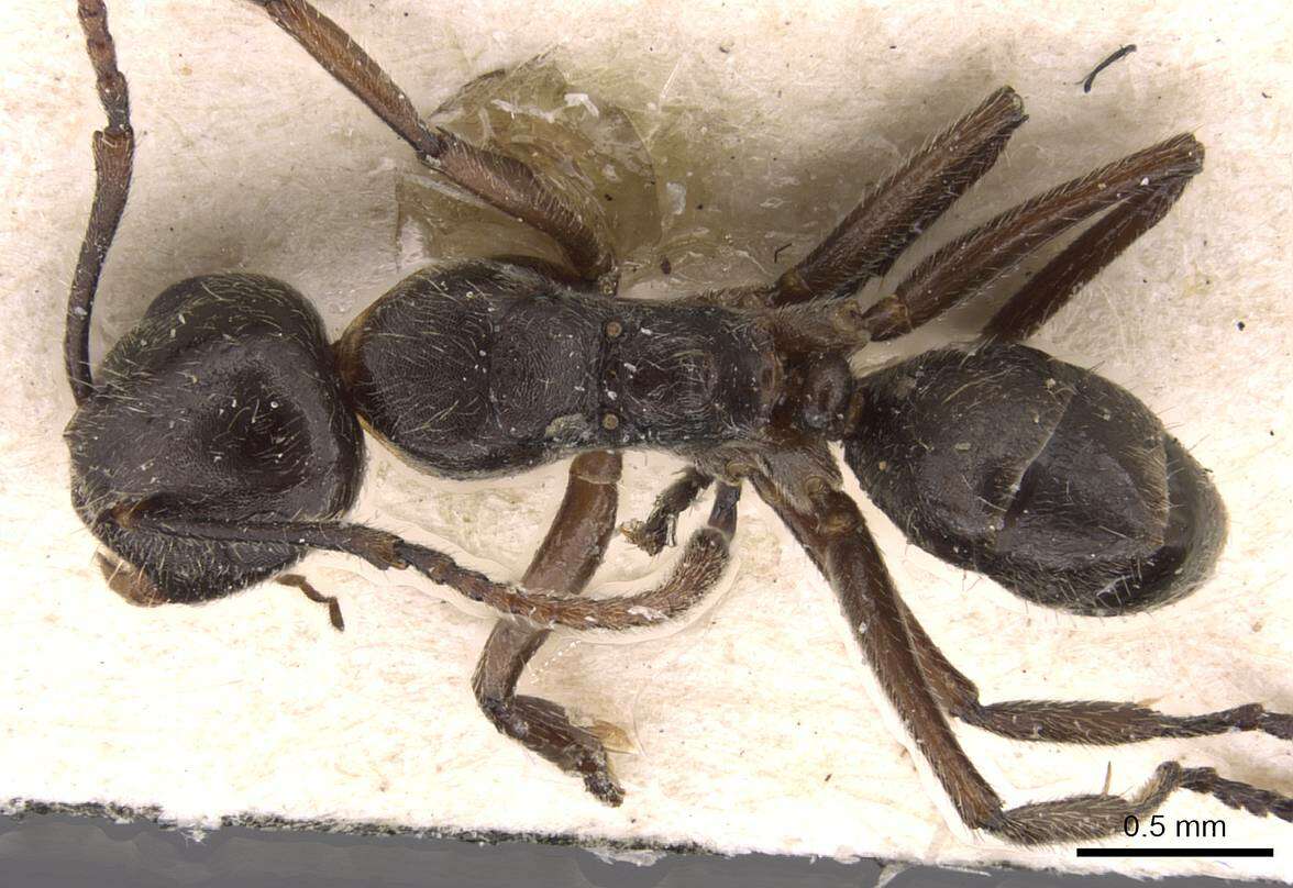 Image of Camponotus overbecki Viehmeyer 1916