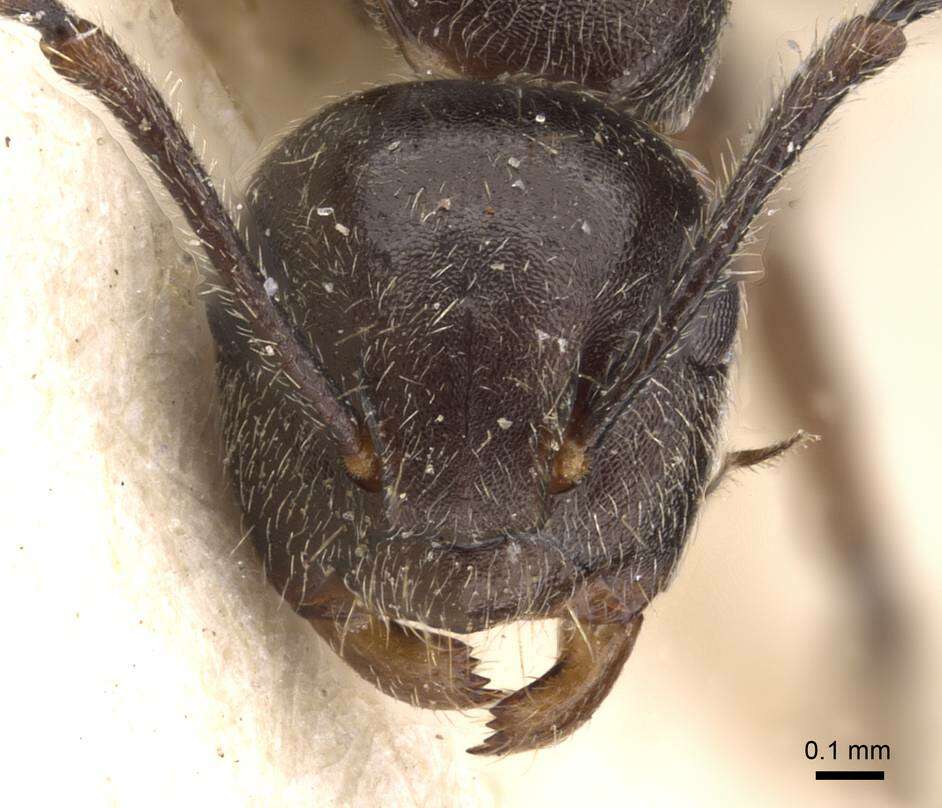 Image de Camponotus overbecki Viehmeyer 1916