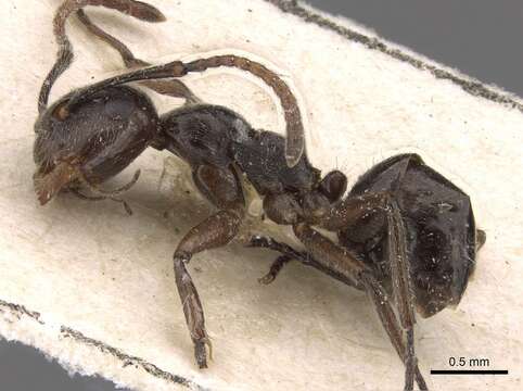 Image de Camponotus overbecki Viehmeyer 1916