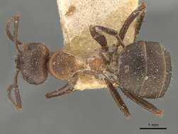 Image of wood ant