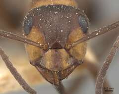 Image of wood ant