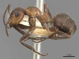 Image of wood ant