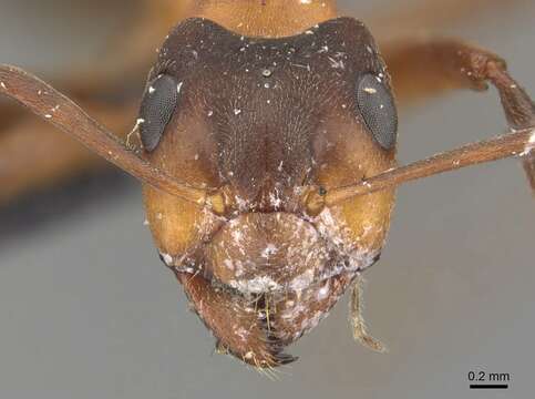 Image of Narrow headed ant