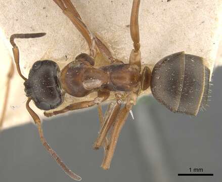 Image of Red-backed Mining Ant