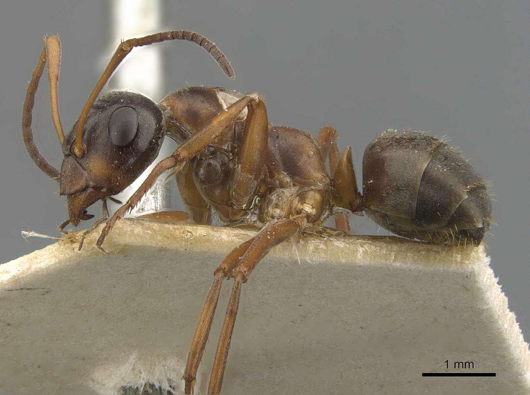 Image of Red-backed Mining Ant