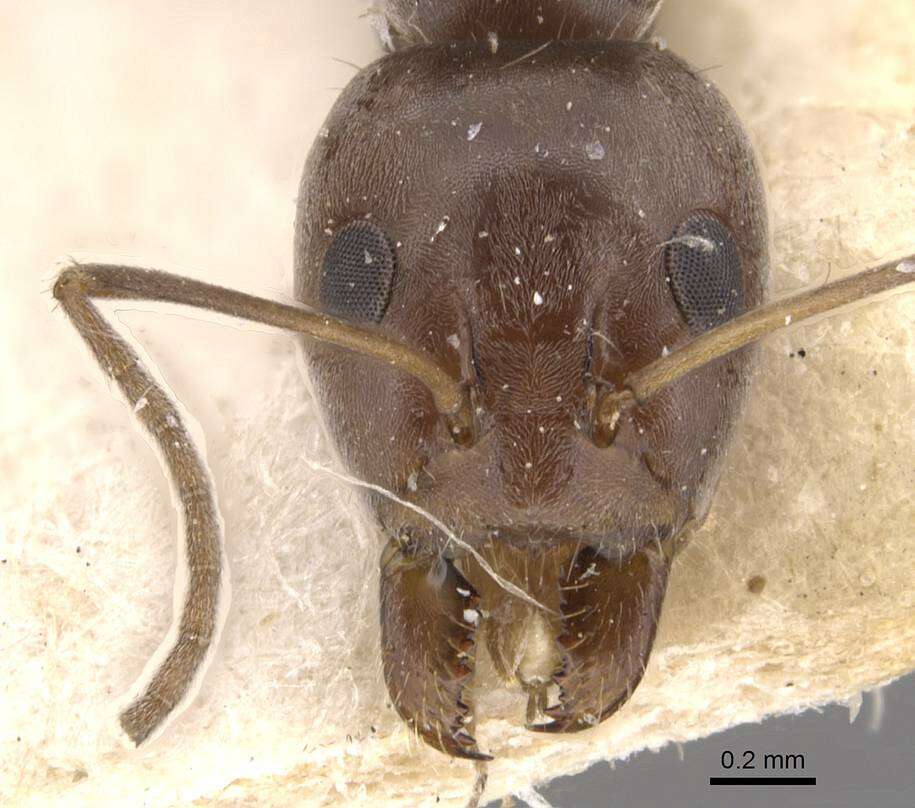 Image of Formicoidea