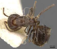 Image of Iridomyrmex mjobergi Forel 1915