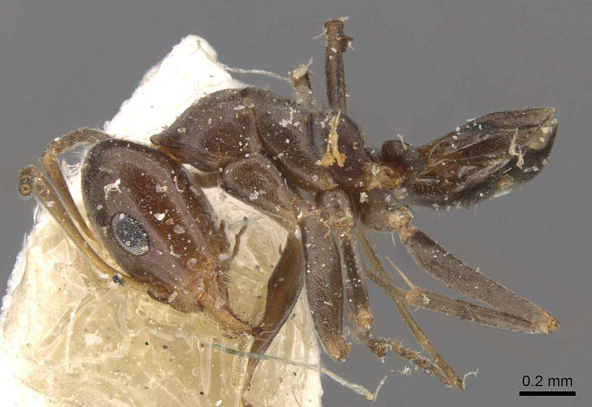 Image of Iridomyrmex mjobergi Forel 1915