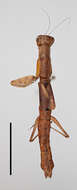 Image of Galepsus (Onychogalepsus) focki Werner 1923