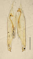 Image of Blandex variegatus Hincks 1957