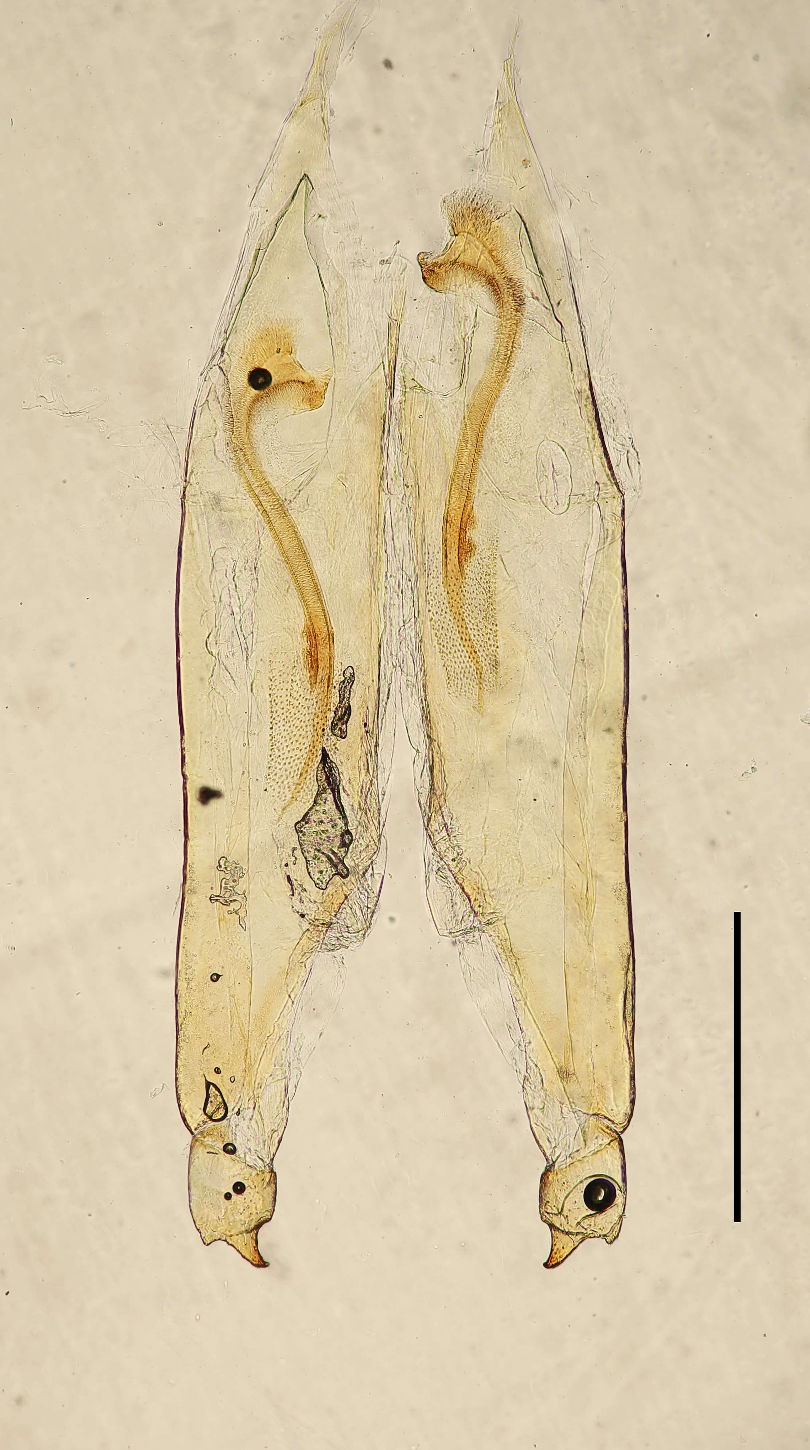 Image of Blandex variegatus Hincks 1957