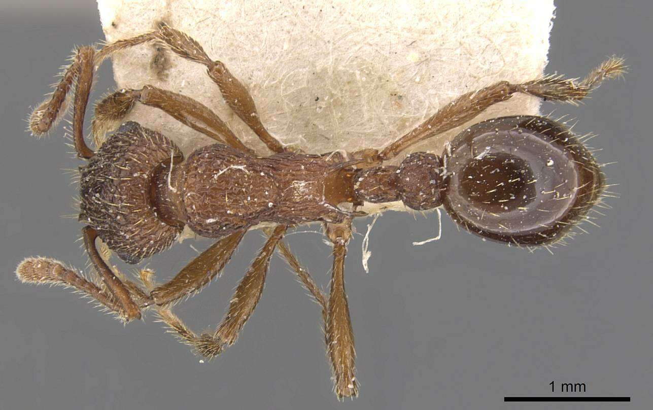 Imagem de Myrmica latifrons Staercke 1927