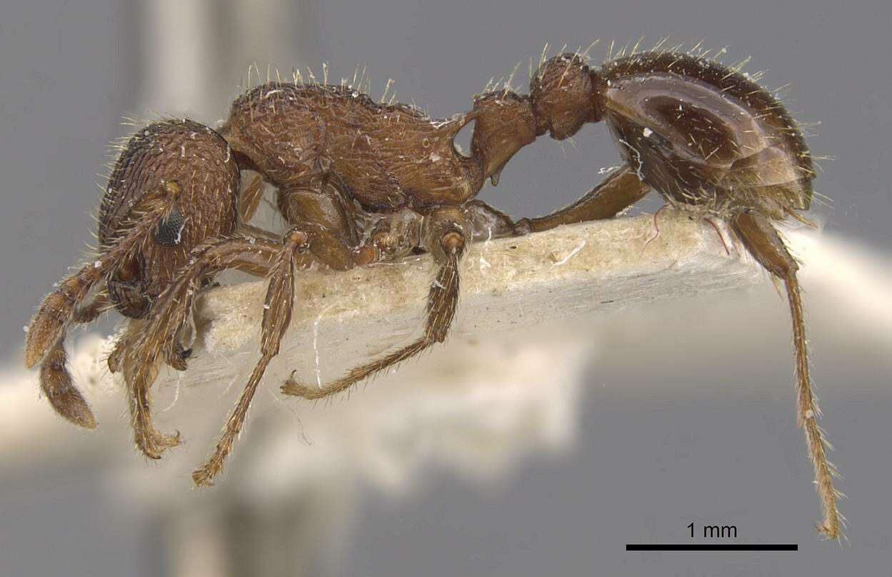 Imagem de Myrmica latifrons Staercke 1927