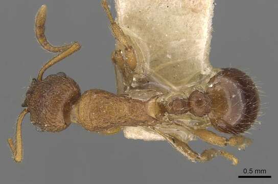 Imagem de Myrmica wheeleri Weber 1939