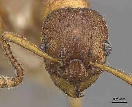 Imagem de Myrmica wheeleri Weber 1939