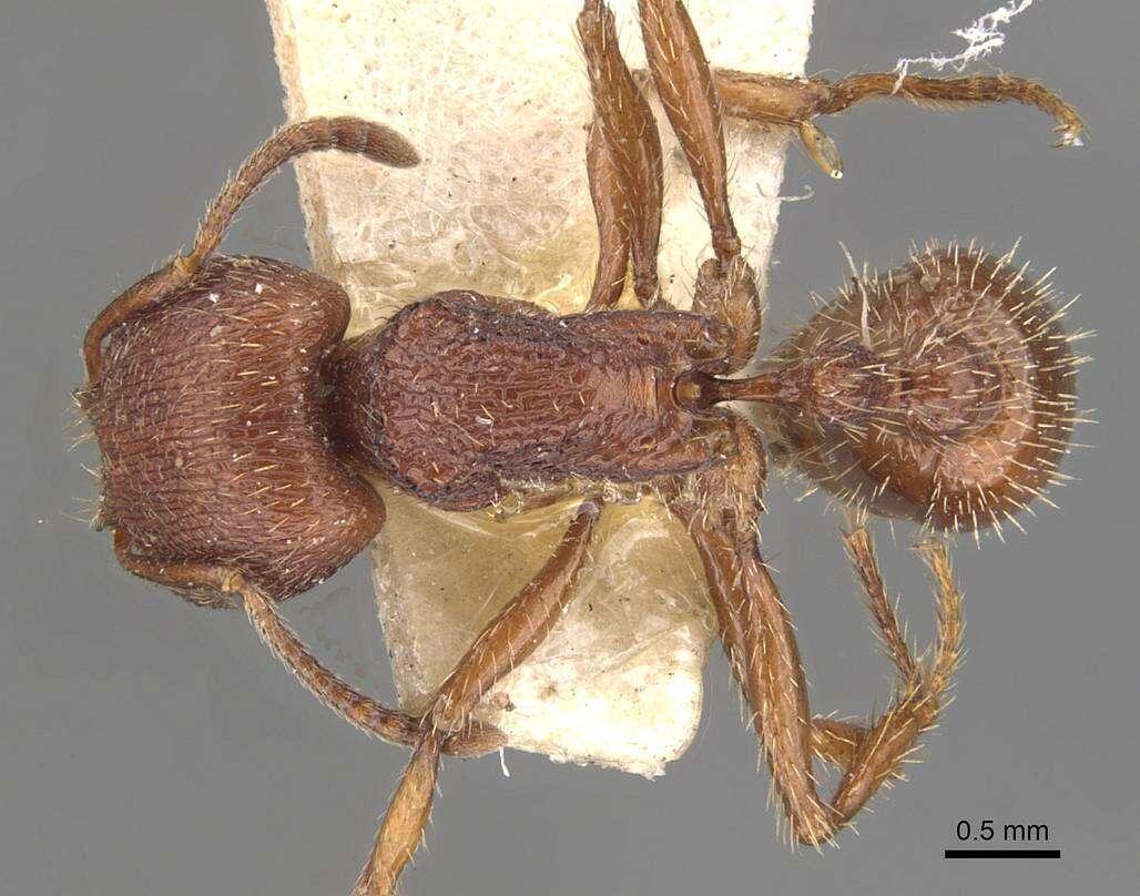 Слика од Pogonomyrmex guatemaltecus Wheeler 1914