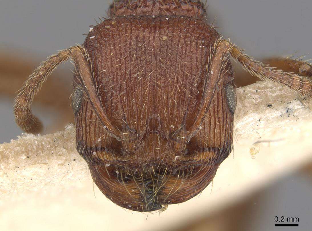 Слика од Pogonomyrmex guatemaltecus Wheeler 1914