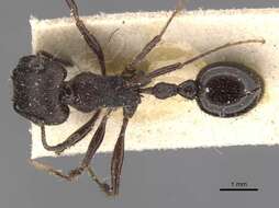 Image de Pogonomyrmex brevibarbis Emery 1906