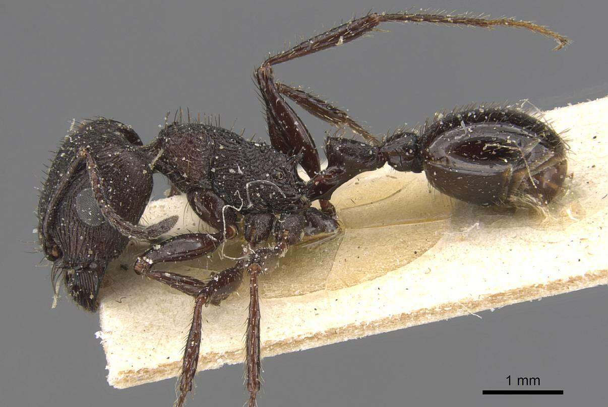 Image de Pogonomyrmex brevibarbis Emery 1906