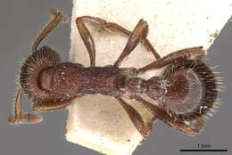 Image of Myrmica bergi Ruzsky 1902