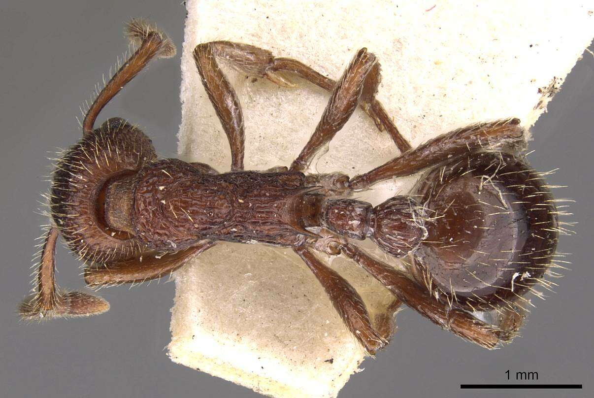 Image of Myrmica bergi Ruzsky 1902