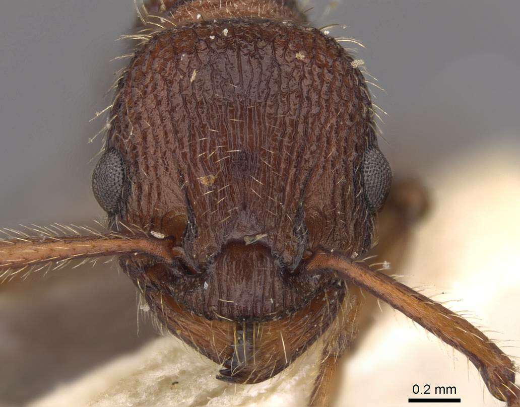 Image of Myrmica bergi Ruzsky 1902