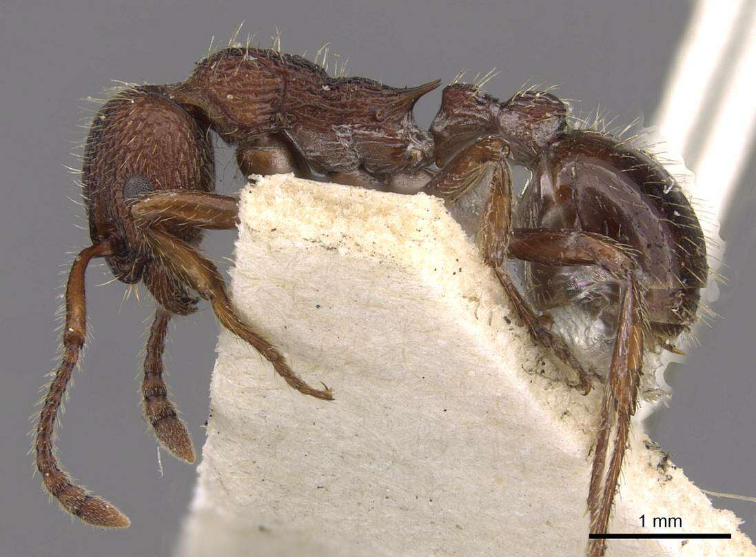 Image of Myrmica bergi Ruzsky 1902