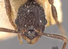 Image of Myrmica inezae Forel 1902