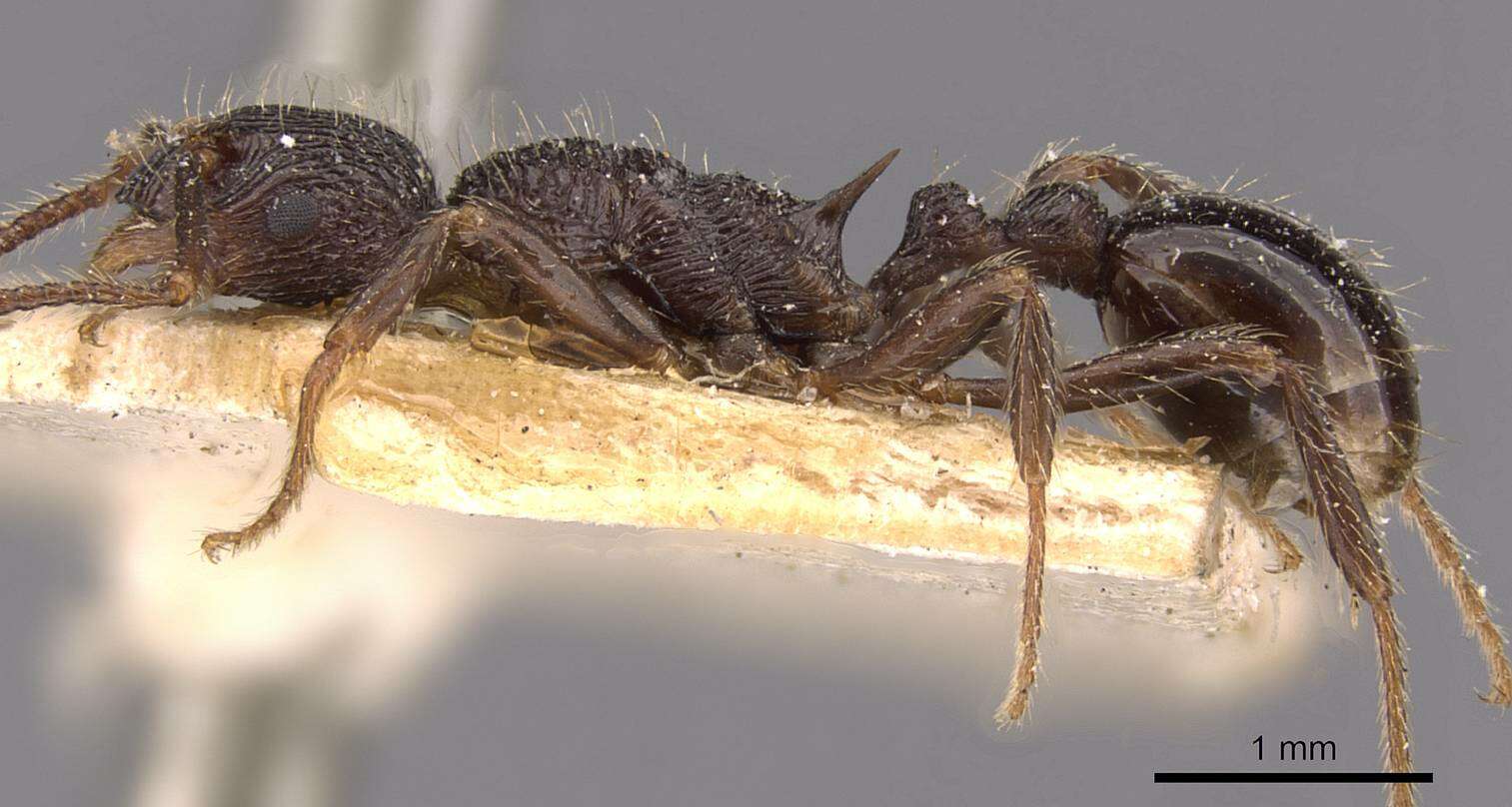 Image of Myrmica inezae Forel 1902