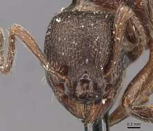 Imagem de Myrmica kurokii Forel 1907