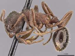 Imagem de Myrmica kurokii Forel 1907