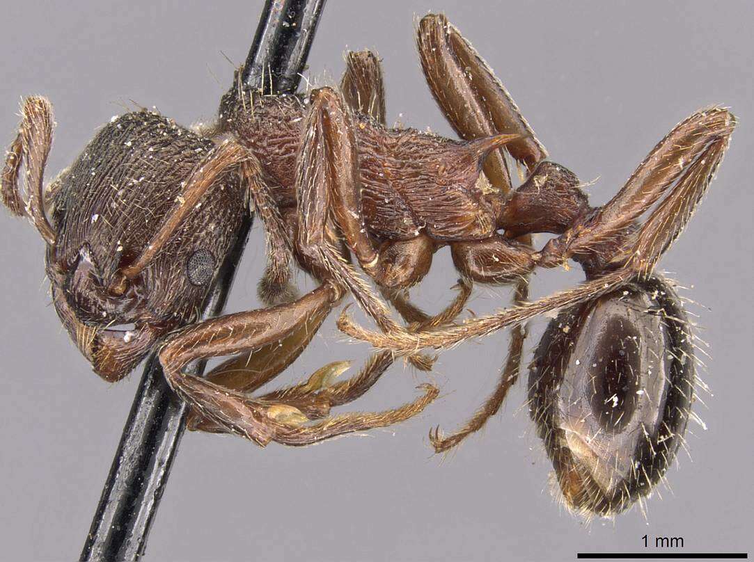 Plancia ëd Myrmica kurokii Forel 1907