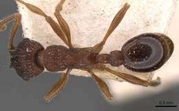 Image of Myrmica jessensis Forel 1901