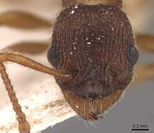 Image of Myrmica jessensis Forel 1901