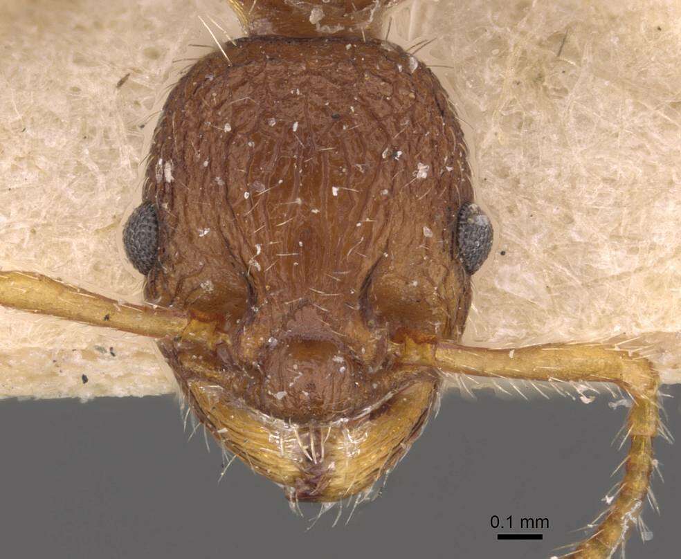 Image of Formicoidea