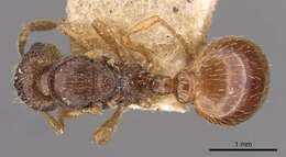 Imagem de Myrmica myrmicoxena Forel 1895