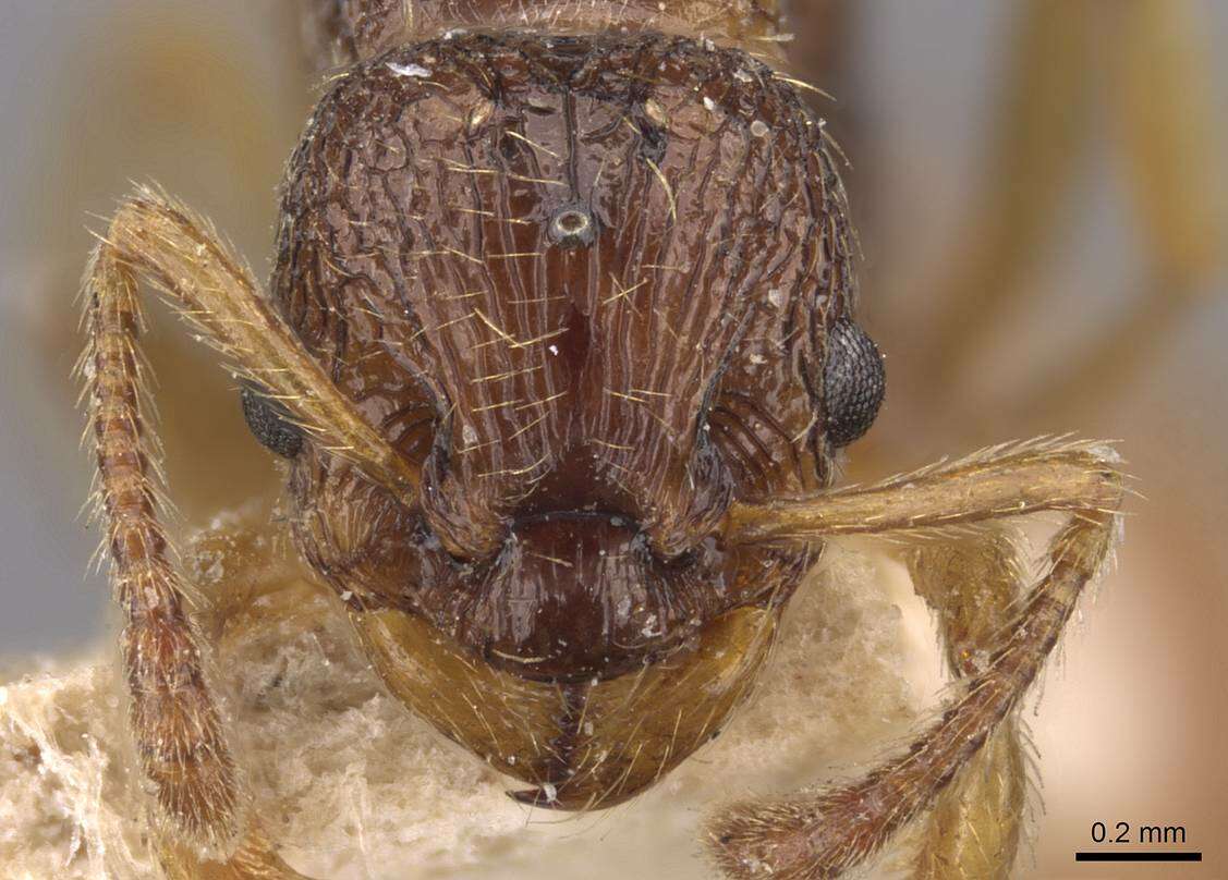 Imagem de Myrmica myrmicoxena Forel 1895