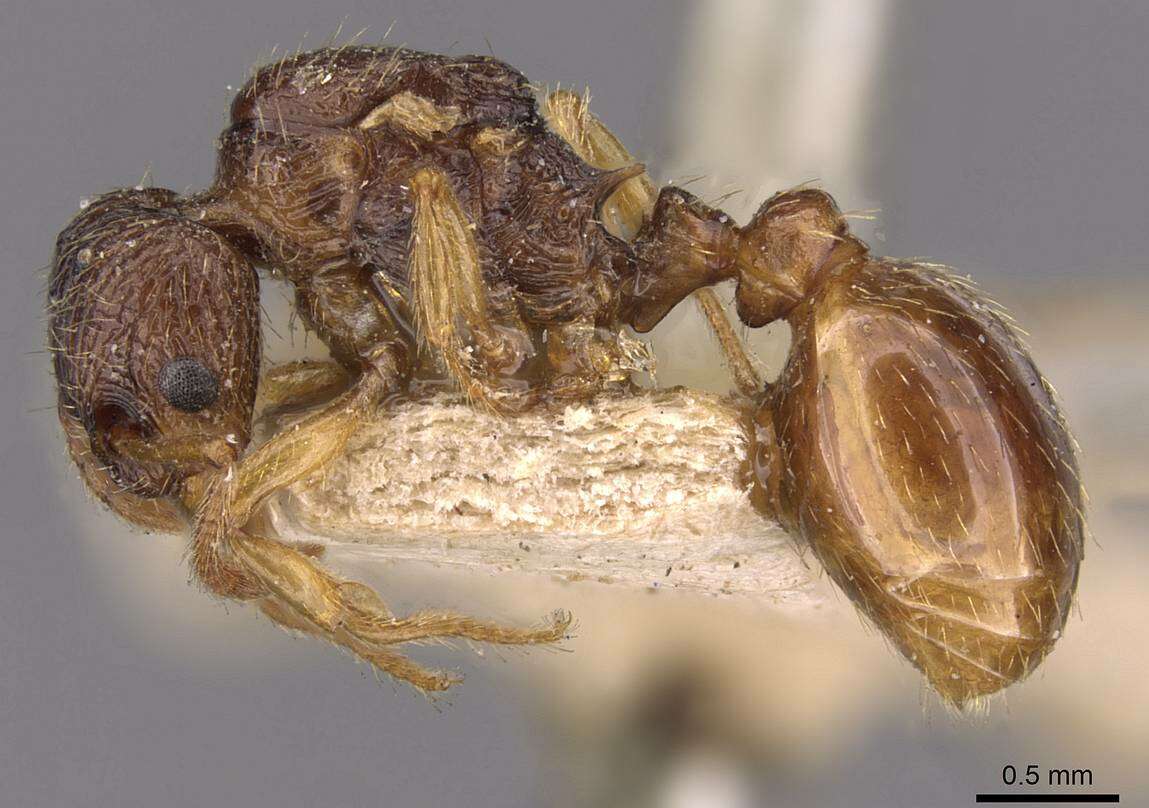 Imagem de Myrmica myrmicoxena Forel 1895