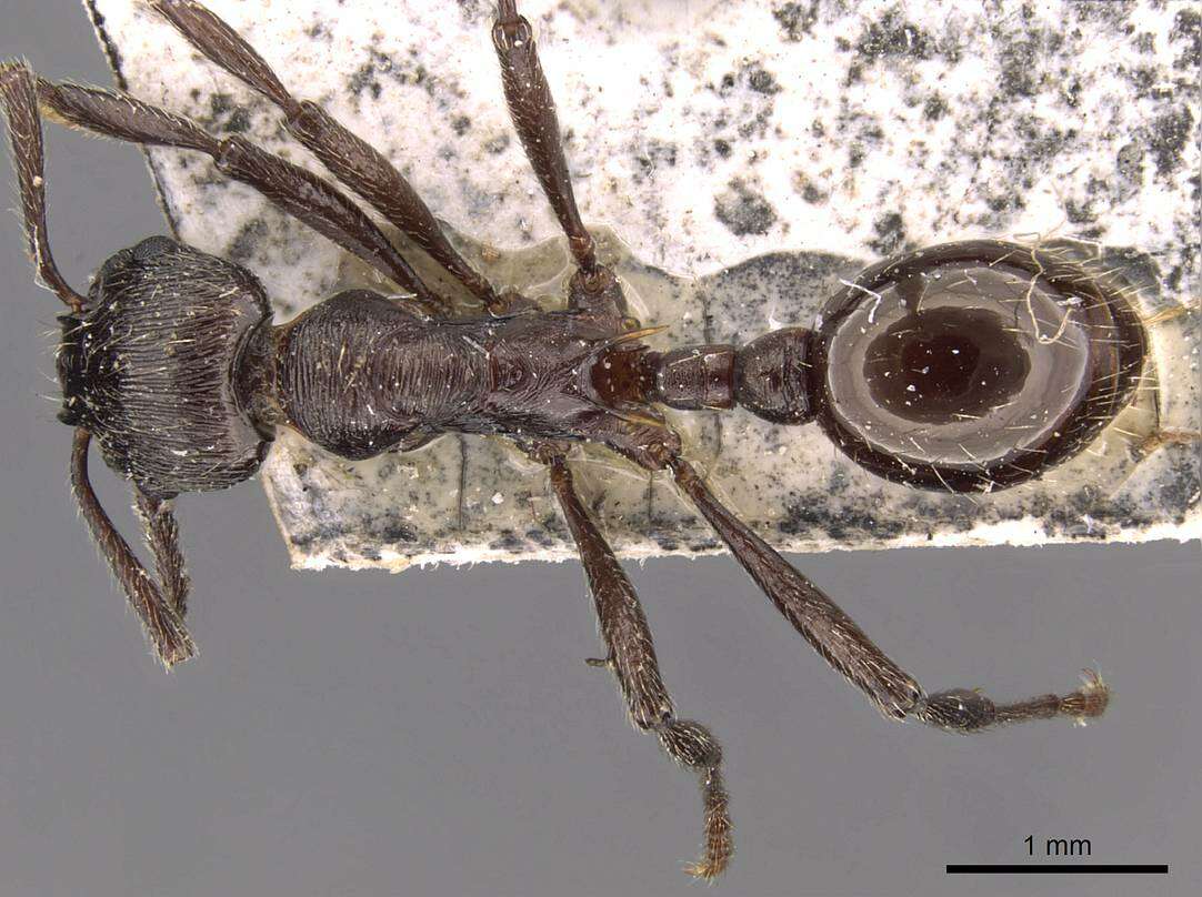 Image of Myrmica pachei Forel 1906